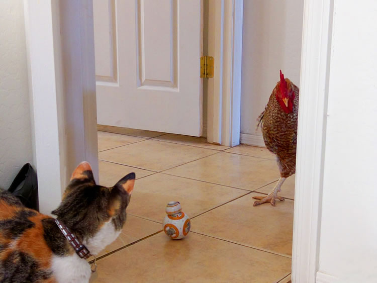 Cat staring with worry at a chicken and a toy BB-8 robot, on a tile floor. Photo by Daniel Tuttle on Unsplash.