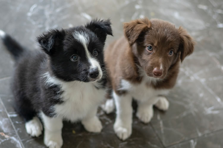 Two puppies on stone tile floor. Photo by Elena Mozhvilo on Unsplash.