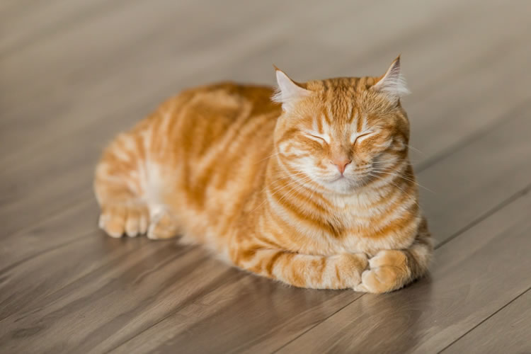 Very content-looking cat on laminate floor. Photo by Michael Sum on Unsplash.