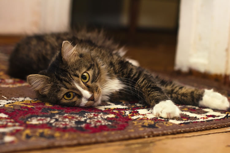 Wistful-looking cat lying on Persian-style carpet. Photo by lord_ photon from Pexels.