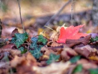 Image of leaf-covered forest floor. Photo by Viktor Forgacs on Unsplash.